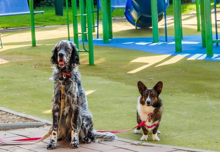 Image of 2 dogs sitting that were trained by Kelev Sameach | Dog Training FAQs