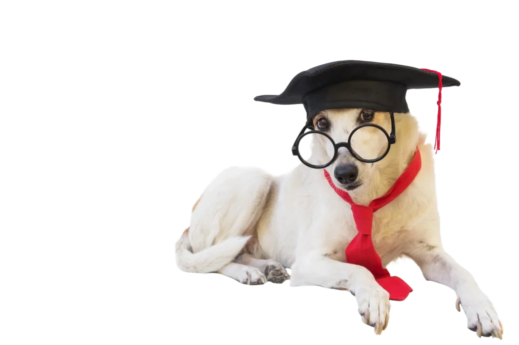 dog in graduation cap