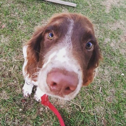 cute dog sitting --dog training in Gush Etzion and the Jerusalem Area