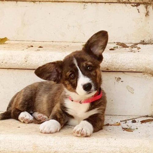 Safe and Secure Dog Day Care in Gush Etzion